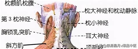 后脑勺详细部位图图片