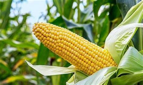 2018-19年度黄淮海区域玉米新品种考察工作顺利开展 - 创世纪种业有限公司