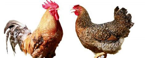 10多斤的大公鸡是什么品种，公鸡和母鸡有什么区别-农百科