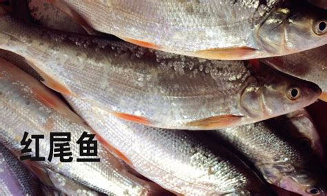 冰鲜泥猛鱼-广州鸿莹海食品有限公司