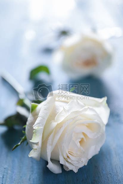 盛开的夏日玫瑰花蕾高清图片下载-正版图片507571029-摄图网