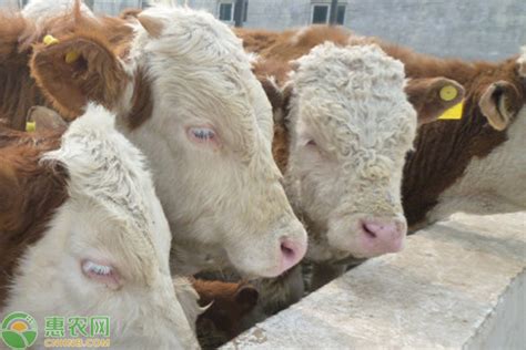如何提高母牛繁殖率？5个方法保证一年产一胎！