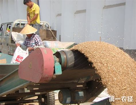 中储粮全面部署小麦托市收购 5省预备仓容2922万吨 - 农业要闻 - 第一农经网