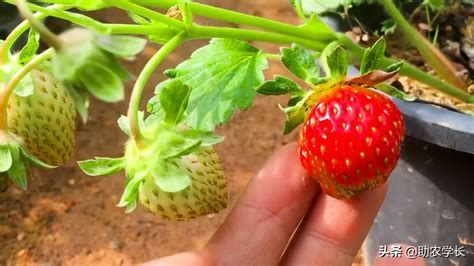 白草莓苗品种介绍种植管理