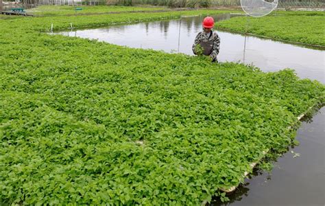 蔬菜“水上漂” 无土也“生金”-河南农业科技信息网