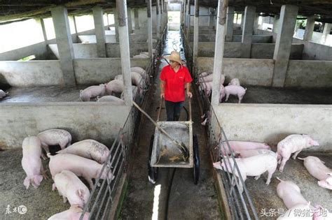 农民学养猪，猪舍的搭建，猪场设计