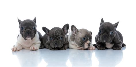 四只可爱的法国斗牛犬小狗一边靠着白色工作室背景肩高清图片下载-正版图片504154388-摄图网
