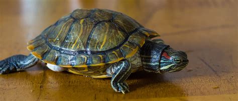 红脚乌龟1高清图片下载-正版图片503639345-摄图网
