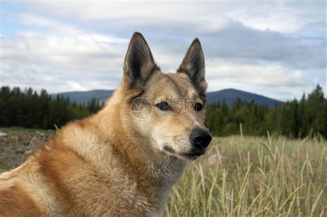 世界十大狩猎名犬排行榜，冠军是俄罗斯猎狼犬(2)_巴拉排行榜