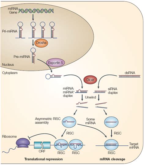 【附图】miRNA的生成和生物学功能_肿瘤恶液质 | 天山医学院