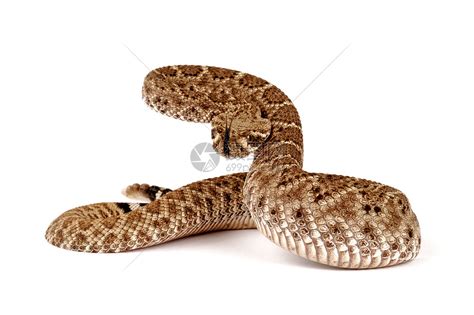 龙尾蛇的肖像摇铃野生动物高清图片下载-正版图片320649293-摄图网