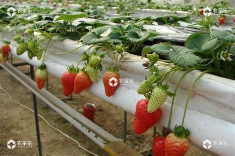 草莓种子种植方法_360新知