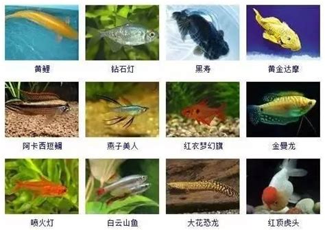观赏鱼的种类 观赏鱼图片及名称 _搭配知识_学堂_齐家网