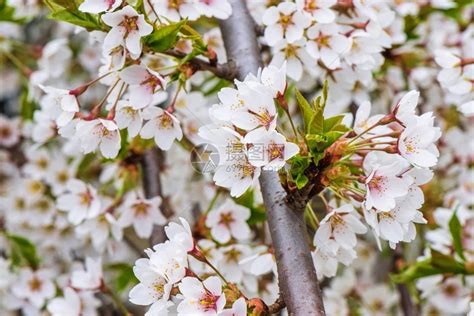 樱桃树果园的花在春日开花高清图片下载-正版图片505008368-摄图网