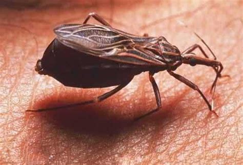 世界上十大最恐怖的虫子 世上最可怕的昆虫排名