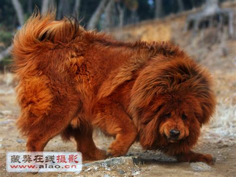 藏獒 - 宠物百科 - UKC官方网站
