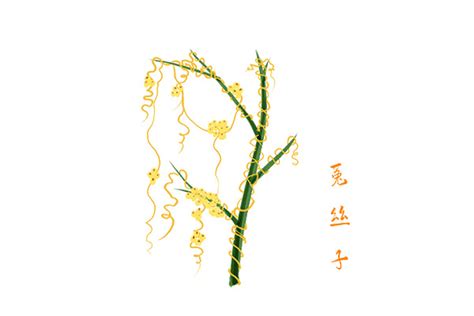 科学网—野花系列——日本菟丝子 - 张珑的博文