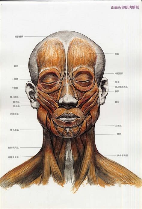 头部骨骼结构图图片
