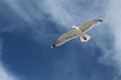 唯美翱翔的海鸥背景图片免费下载 - 觅知网