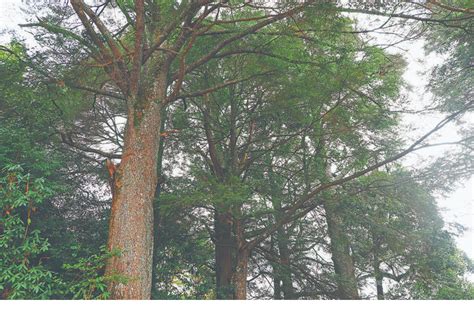 铁杉树,水平画幅,高大的,方向,天空,无人,松科,蓝色,常绿树,宏伟摄影素材,汇图网www.huitu.com
