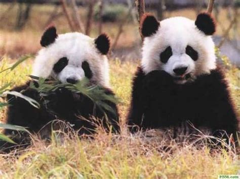 成都熊猫名字大全,成都大熊猫有哪些名字,现有大熊猫所有的名字_大山谷图库