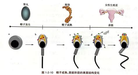 精子质量标准是什么-有来医生