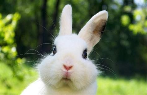 兔子英语怎么读 记住：小兔子千万不要翻译little rabbit | 说明书网