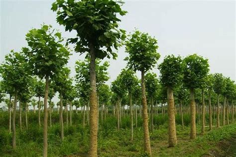 苗木行业的未来发展有哪些需要关注的？-行情分析-中国花木网