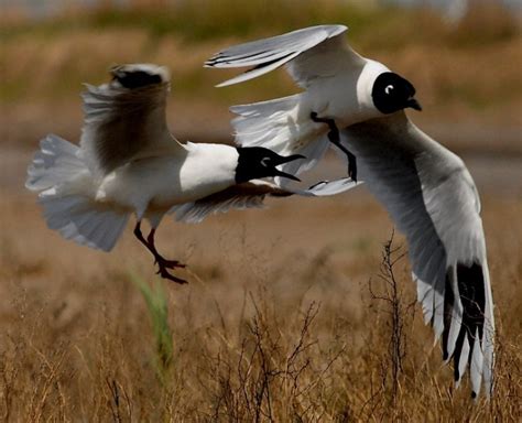 黑嘴鸥-甘肃湿地鸟类-图片
