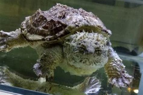 世界上“最凶狠”的乌龟，攻击性极强，动不动就咬人互咬！