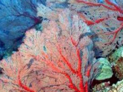 几十元的海柳手串是真的吗 学名就叫黑珊瑚