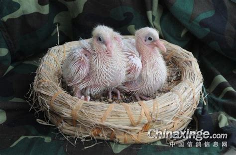 晒晒25天大的幼鸽 准备出窝-中国信鸽信息网