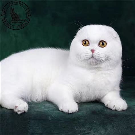 中国猫白猫,_大山谷图库