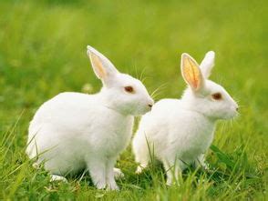 梦见小兔子意味着什么 梦见小兔子是什么预兆解梦 - 万年历