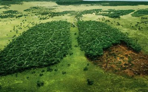 一图了解新《森林法》与您最密切相关的那些变化！