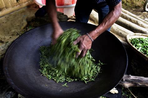 西双版纳易武地区普洱茶农加工生产摄影 (7/17)- 中国风
