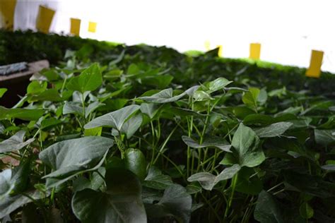脱毒地瓜苗基地 红心番薯苗 种植简单成活率高