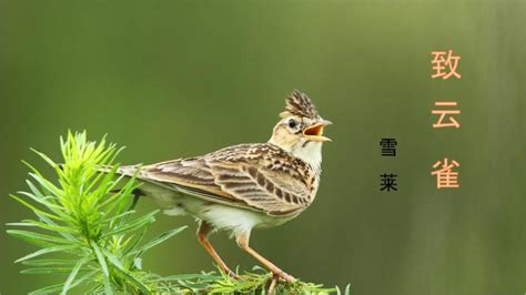 云雀和麻雀是一种鸟吗？（最好有图片对比） 中国有国鸟吗？如果有请告诉我，谢谢！_百度知道