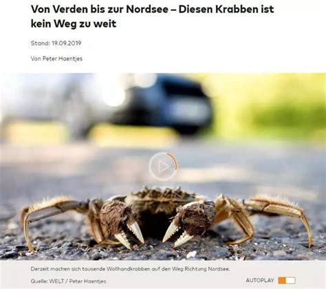 大闸蟹入侵德国，每年损失8亿元，德国渔民：卖到中国餐馆|大闸蟹|德国|渔民_新浪新闻