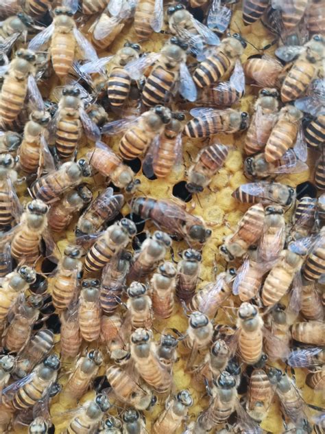 湖北秭归：种蜂繁育分蜂忙-人民图片网