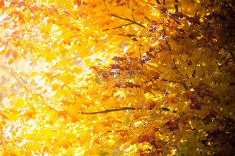 自然环境中的明秋叶树黄橙自然背景高清图片下载-正版图片304143381-摄图网