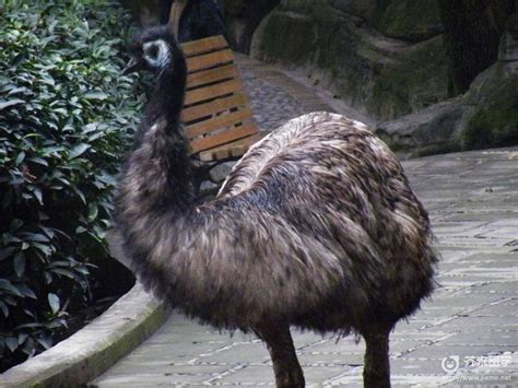 澳洲留学之澳洲鸵鸟种类有哪些-芥末留学