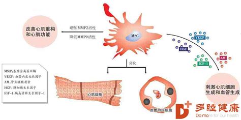 干细胞治疗最新进展-中国国际细胞治疗抗衰老集团_一家拥有国际细胞治疗抗衰老领先科技集团公司