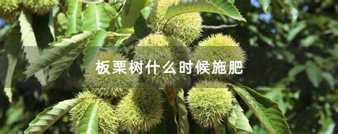 板栗树什么时候施肥-种植技术-中国花木网