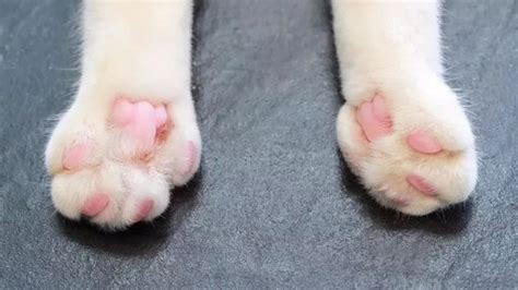 不小心踩到猫咪的脚或尾巴，该怎么道歉和治疗肿胀瘀伤