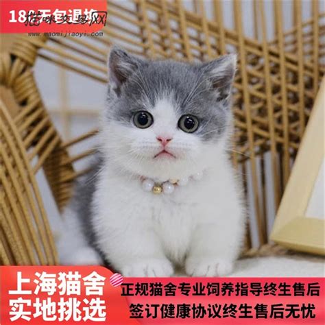 请问中国哪些猫舍比较靠谱？ - 知乎