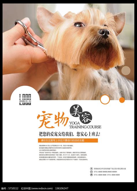 宠物美容医院商业宣传海报设计_红动网