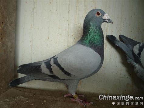 大鼻子鸽的价格是多少 大鼻子鸽有几种颜色-阿里巴巴
