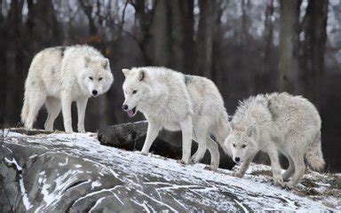 长白山一只母狼掉入陷阱，公狼不停往井里刨土，垒到2米多高时母狼跳了出来_猞猁_东北_猎物