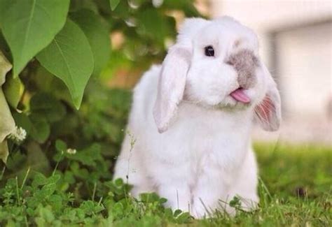 兔子好养吗，就是那种垂耳兔，特可爱那种。? - 知乎
